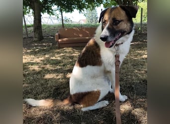 Dolly ein einsamer Schatz