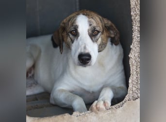 Mariela, geb. ca. 02/2022, lebt in GRIECHENLAND, im städt. Tierheim Serres