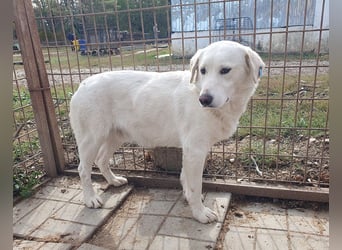 ♥JANOSCH♥ hübscher, sehr lieber, anfangs noch vorsichtiger Labrador-Mix-Rüde 48 cm