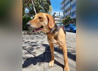 Eddie,geb.05/23,hübscher Bracken Mix Junge sucht seine Familie