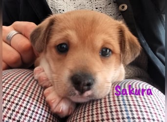 Sakura 01/2025 (ESP Pflegestelle) - neugierige, zuckersüße Ratonero Bodeguero Andaluz Welpin!