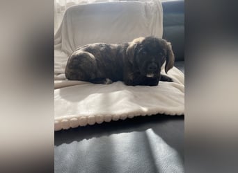 Wunderschöne Cane Corso Mix Welpen zu verkaufen in Formentino und gestromt