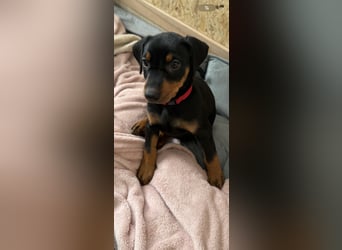Deutsche Pinscher Welpen
