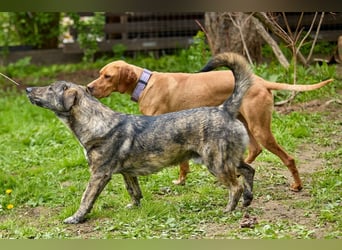 Lord - ungarischer Vizsla - ein außergewöhnlicher Begleiter!