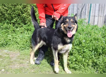 Nana, Mix Schäferhund / Collie, lieb und sozial