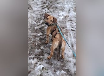 Holly Dackel Mischling Hündin Junghund sucht Zuhause für immer