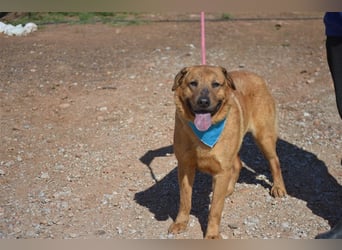 Farinelli - freundlicher, stattlicher Hundejunge