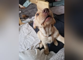 Labrador Welpe (Hündin) sucht ihr Traumzuhause