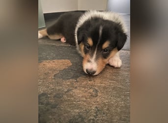 Lang- und Kurzhaar- Collie- Welpen