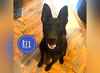 Rex ein Belgianer in Miniformat