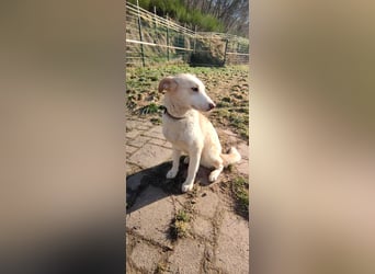 Hilde - wartet in der Eifel