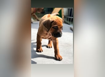 Rhodesian Ridgeback Welpen