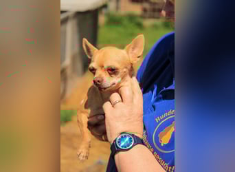 Parfis PP – Sanfte Chihuahua-Dame sucht liebevolles Zuhause