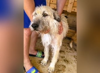 Monty – sanftmütiger, weiser, großer Bub sucht seine Menschen