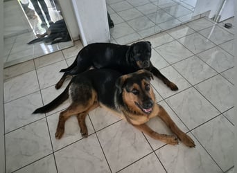Rottweiler Schäferhund Mischling