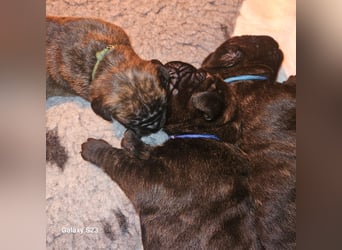 Cane Corso Italiano Welpen