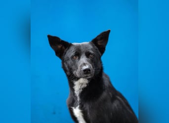 Canaan Dog-Welpen (Kanaan-Hund)