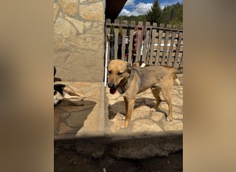 Alex - Freundlicher Jungspund sucht liebevolles Zuhause