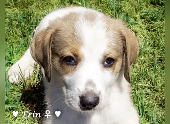 Erin, Emma, Eckie und Enya suchen ein Zuhause