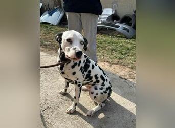 Dius, 3 Jahre, 57cm sucht ihr Körbchen