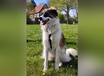 Polly - kluge,wunderschöne junge Hündin