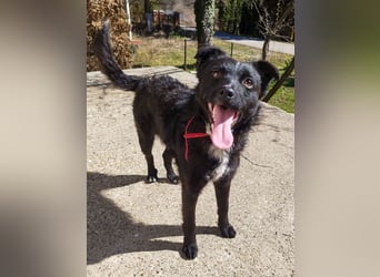 Verspielter ELVIS- sucht Zuhause für immer