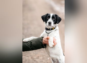 Aktives Zuhause für Henry gesucht