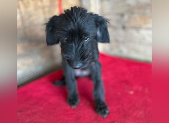 ❤️ zarter kleiner NEGRO - 6 Monate, 3cm/5,5kg - Schnauzer-Mix