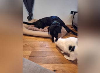 Tyson - der gutgelaunte Traumhund
