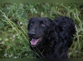 Chip 2277422: Sucht ein Zuhause