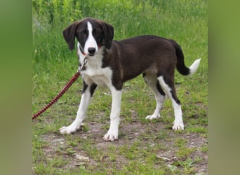 Stella - Familienanschluss gesucht