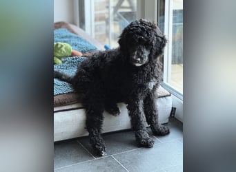 Bezaubernde Königspudel Welpen, Großpudel, Harlekin, Pudel, Videos