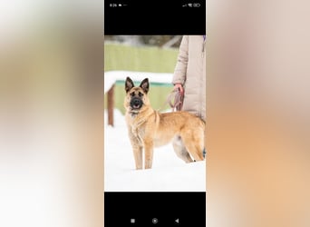 Schäferhund Mischling Kewin sucht ein liebevolles Zuhause