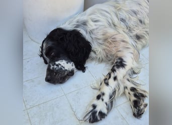 Lord  - ein ruhiger, wunderbarer Setter sucht sein liebevolles Zuhause!