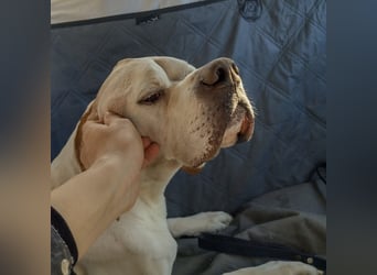 Leo - wunderbarer, lieber Pointer