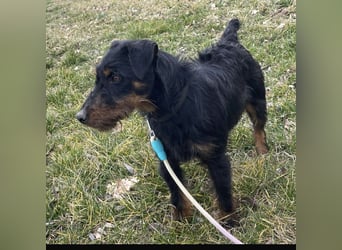 Marko ein kleiner Jagdterrier