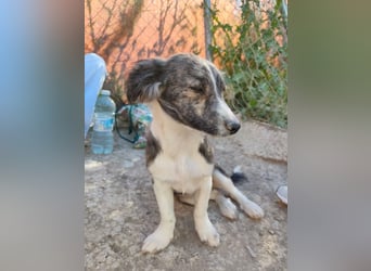 Sarabi, sucht ihre Familie
