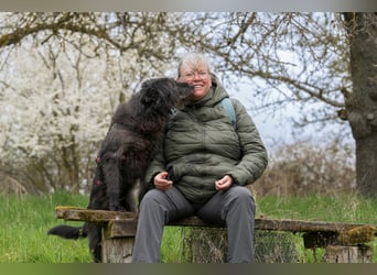 Lotte, geb. 2020, nette Dame sucht Begleitung