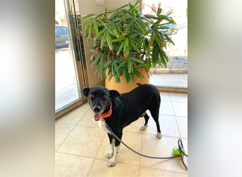 Kiko, Podenco-Mix-Junge sucht Sofa