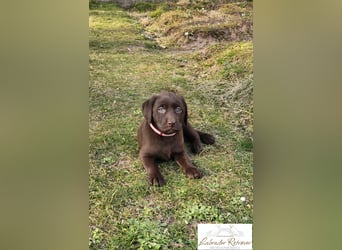 Labrador Welpen aus Körzucht