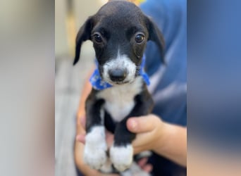 Artur LM - Zuhause gesucht – Neun kleine Hundekinder auf großer Mission