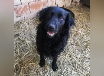 Medo ein Traumhund