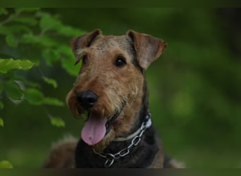 Typvolle Airedale Terrier Welpen aus Leistungszucht VDH/KfT