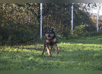 Grinsebacke BRAVEHEART sucht ihre Herzensmenschen