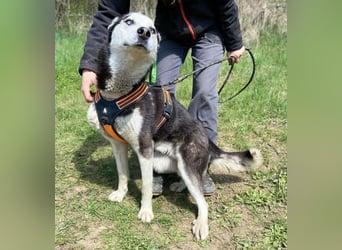 Navaro,Husky Mischling