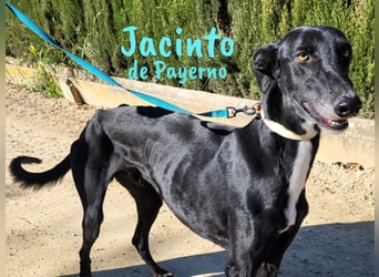 Jacinto de Payerno 03/2021 (ESP) - unglaublich hübscher, lieber Galgo!