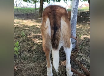 Dolly ein einsamer Schatz