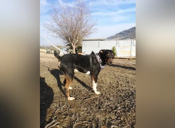 Rufus, er wartet schon so lange