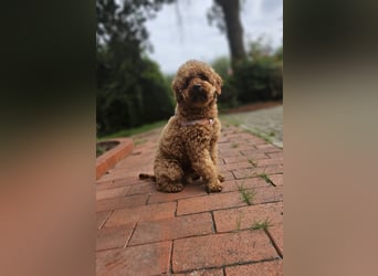 2 Zauberhafte Cockapoo Welpen Rüden  mit Ahnentafel