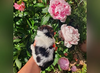 Biewer Yorkshire Terrier, Welpe,Rüde, reinrassig sehr selten